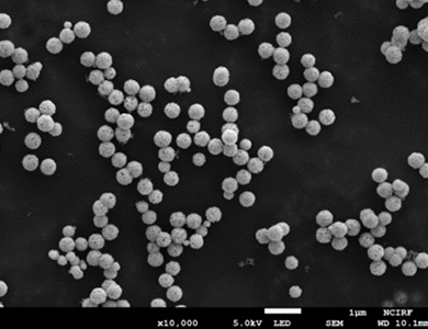 GraBeads SEM 10,000X